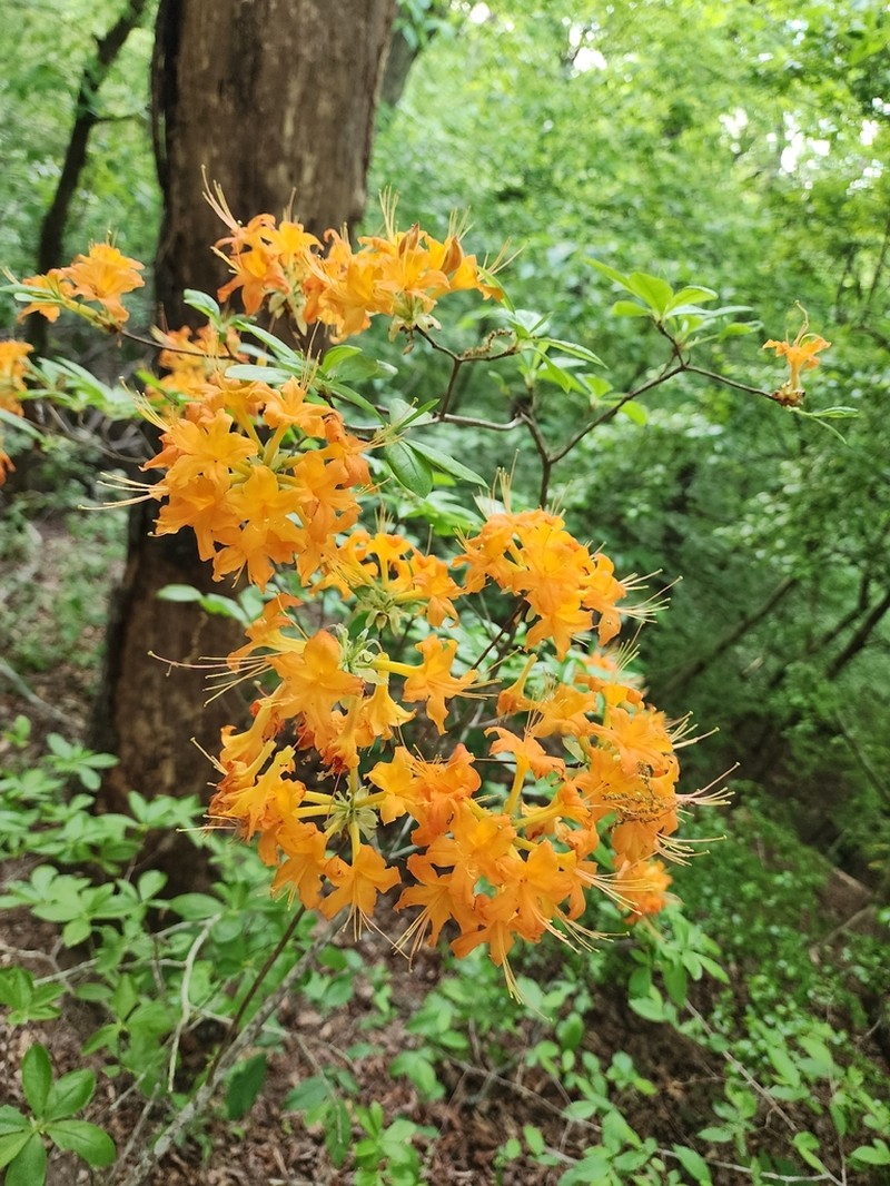 Piedmont Azalea photo 2