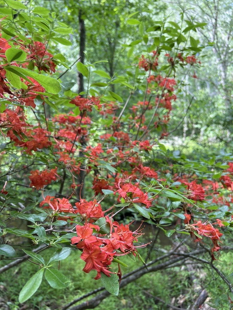 Piedmont Azalea photo 3