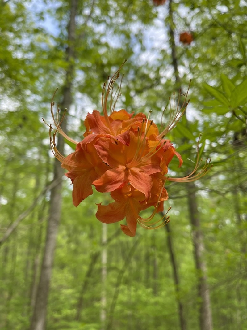 Piedmont Azalea photo 4
