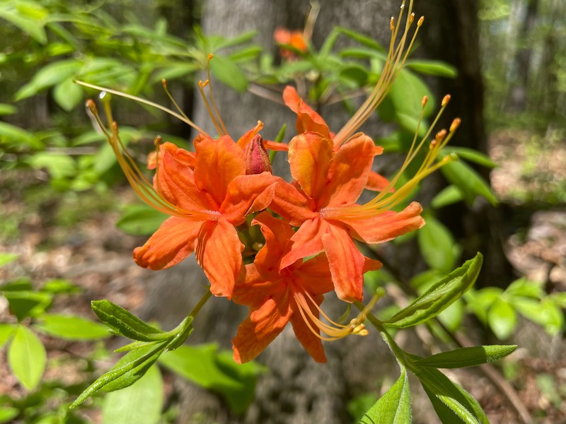 Piedmont Azalea photo 5