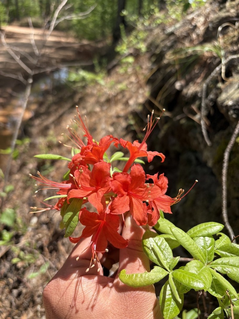 Piedmont Azalea photo 6