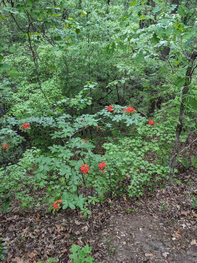 Piedmont Azalea photo 7