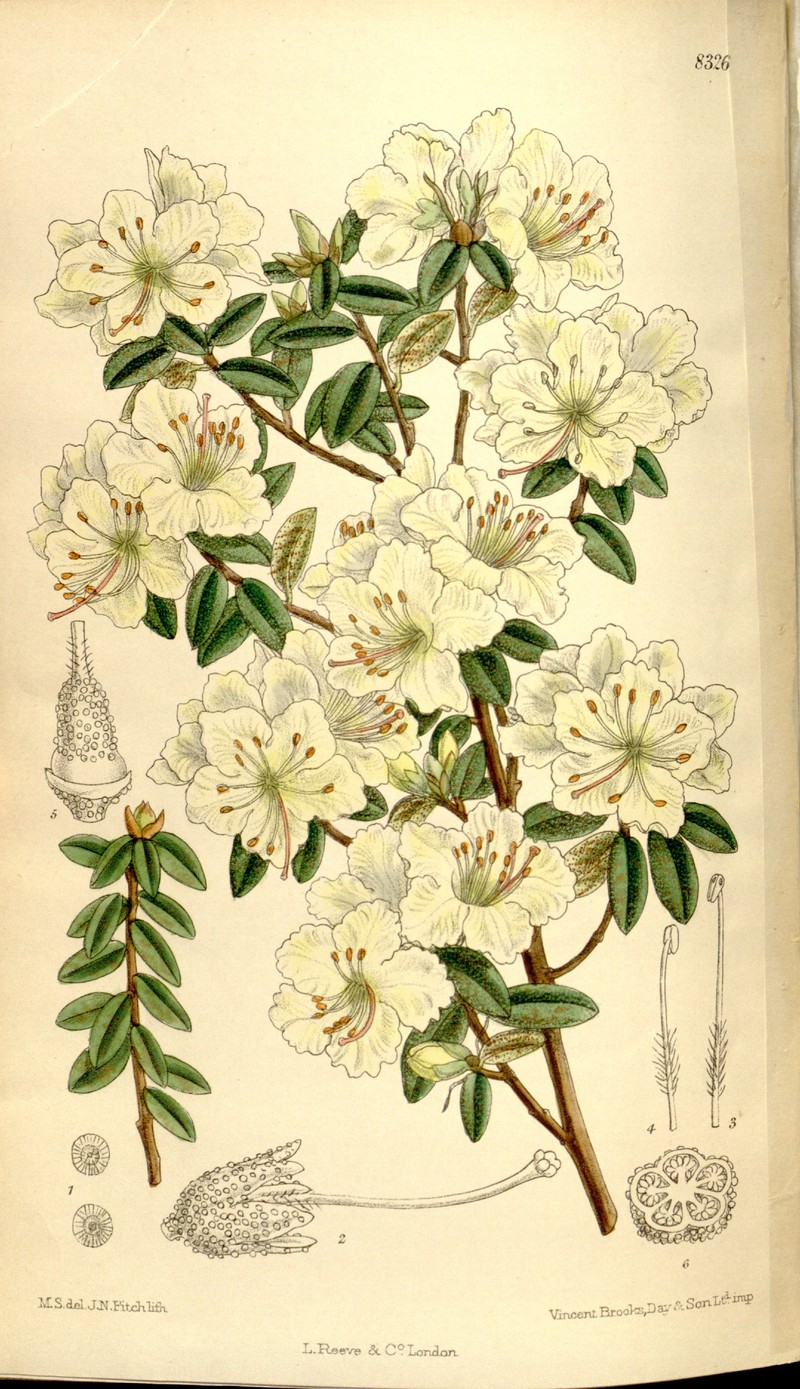 Rhododendron flavidum