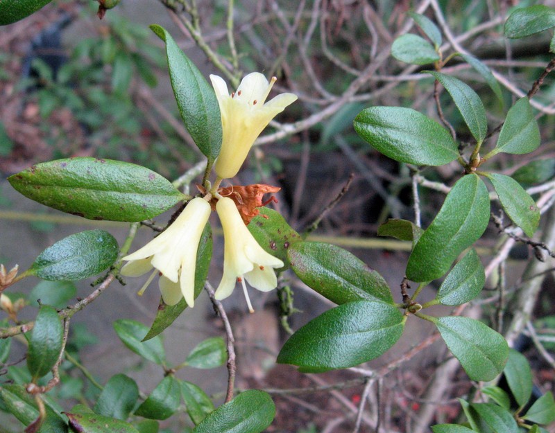 Rhododendron flavidum photo 2