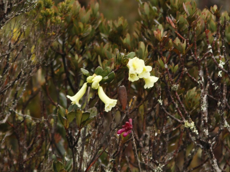 Rhododendron flavoviride