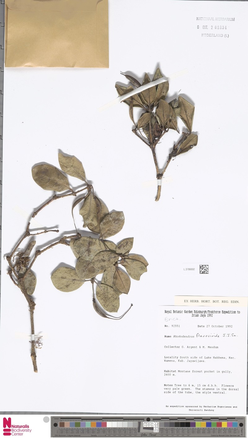 Rhododendron flavoviride photo 2