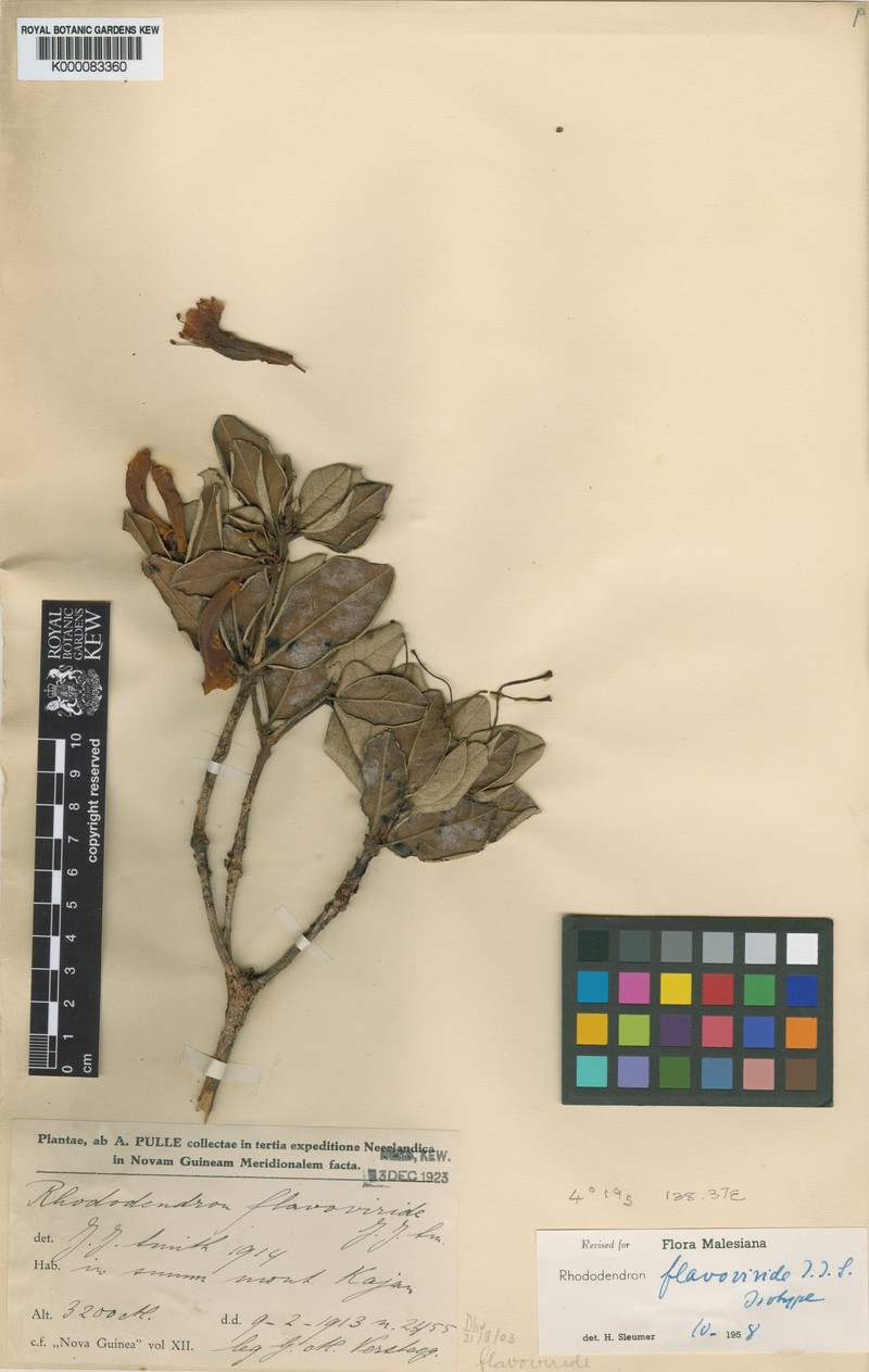 Rhododendron flavoviride photo 4