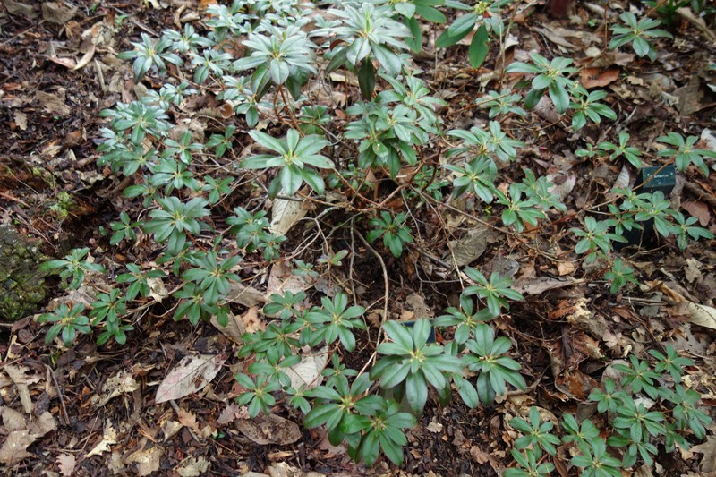 Rhododendron fletcherianum