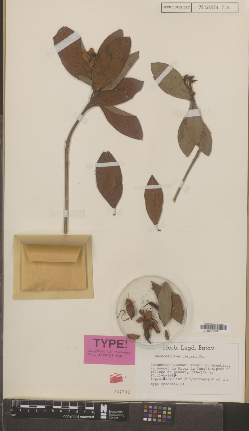 Rhododendron fleuryi