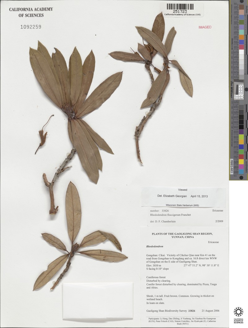 Rhododendron floccigerum