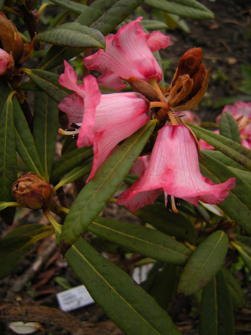 Rhododendron floccigerum photo 3