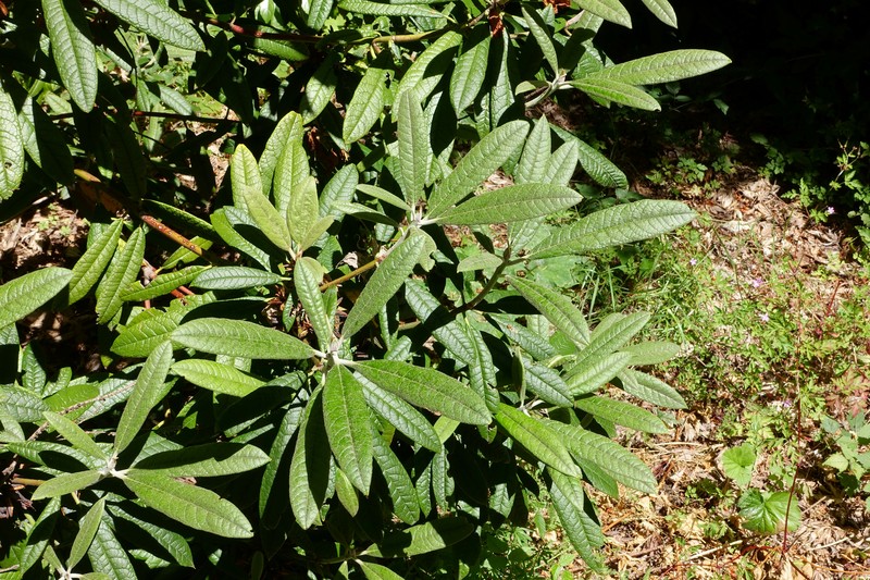Rhododendron floribundum