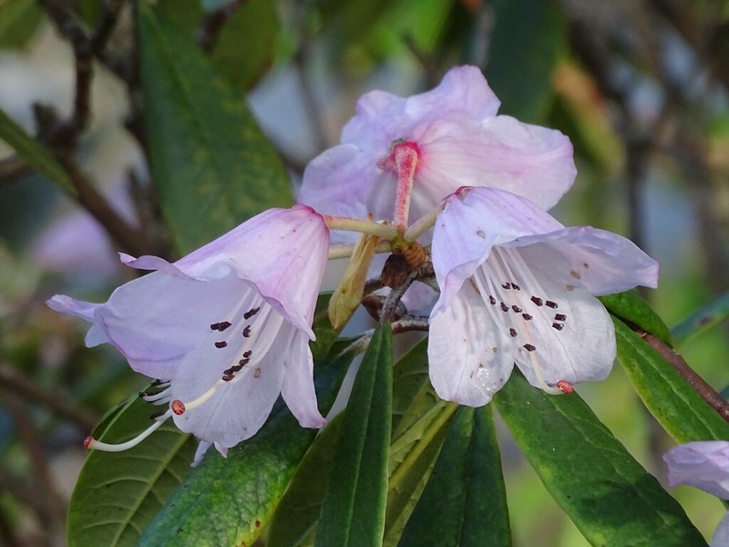 Rhododendron floribundum photo 2