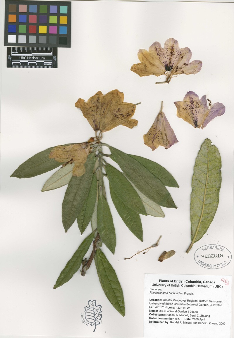 Rhododendron floribundum photo 3