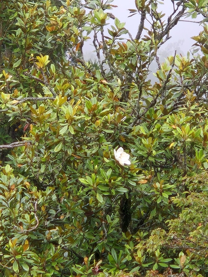 Rhododendron formosanum