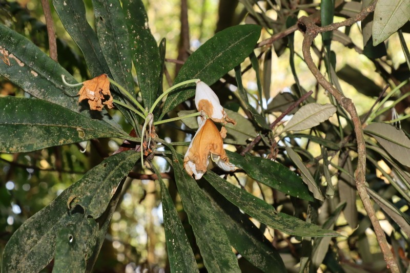 Rhododendron formosanum photo 2