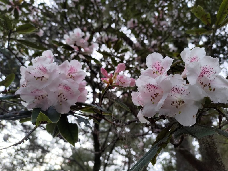 Rhododendron formosanum photo 3
