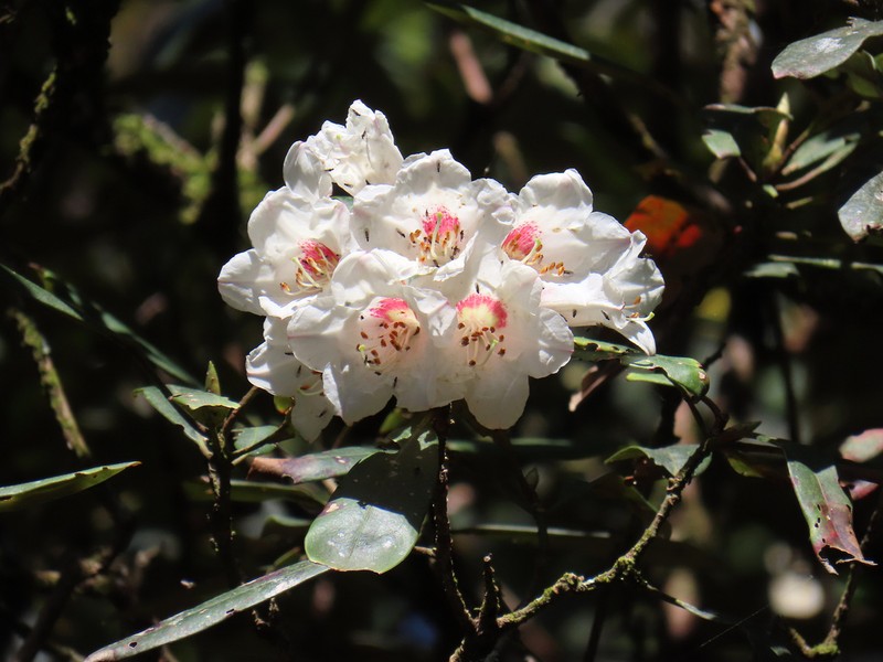 Rhododendron formosanum photo 4