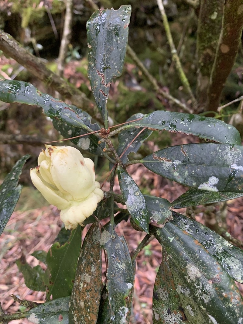 Rhododendron formosanum photo 5