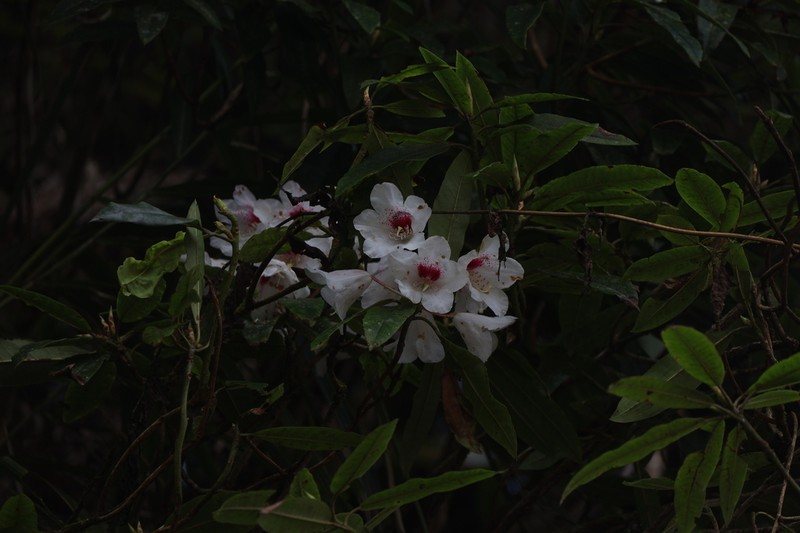 Rhododendron formosanum photo 6