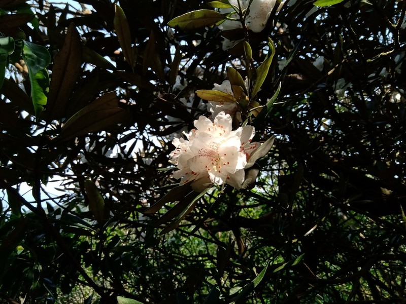 Rhododendron formosanum photo 7