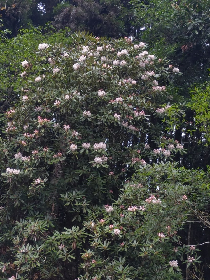 Rhododendron formosanum photo 8