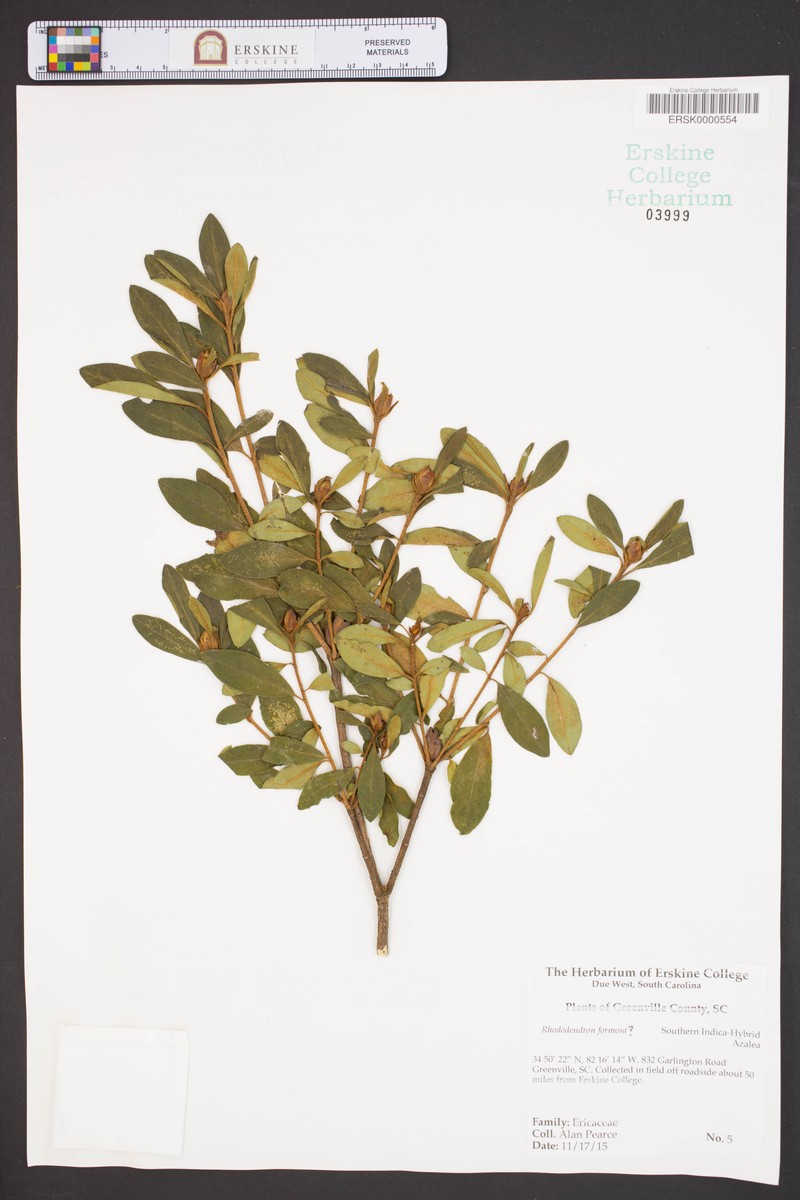 Rhododendron formosum photo 2