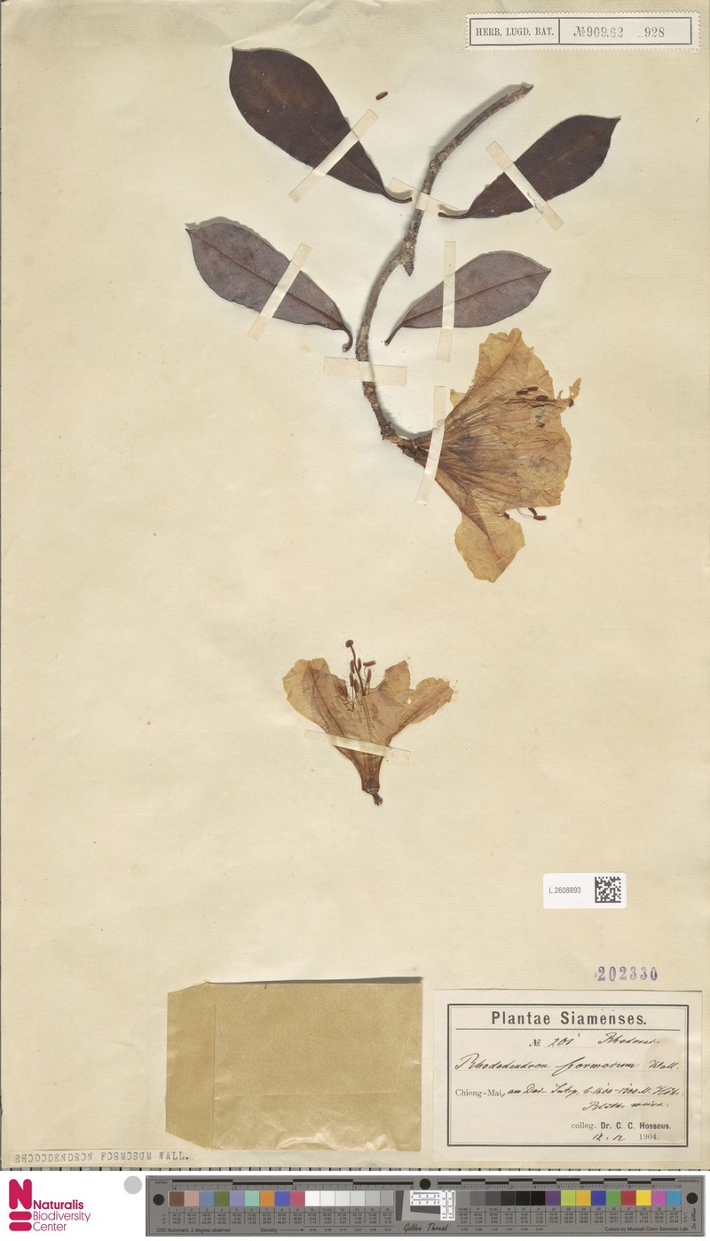 Rhododendron formosum photo 3