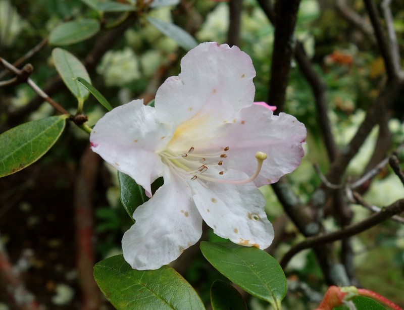 Rhododendron formosum photo 4