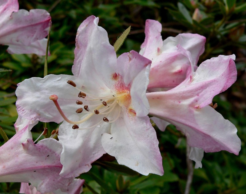 Rhododendron formosum photo 5