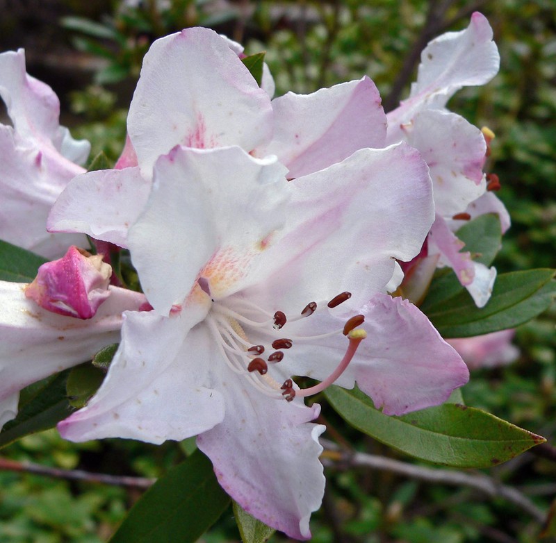 Rhododendron formosum photo 6