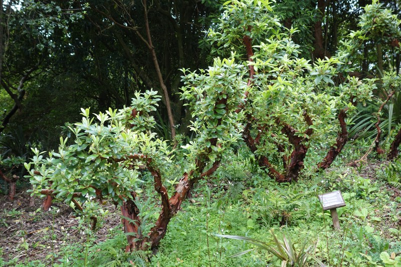 Rhododendron formosum photo 7