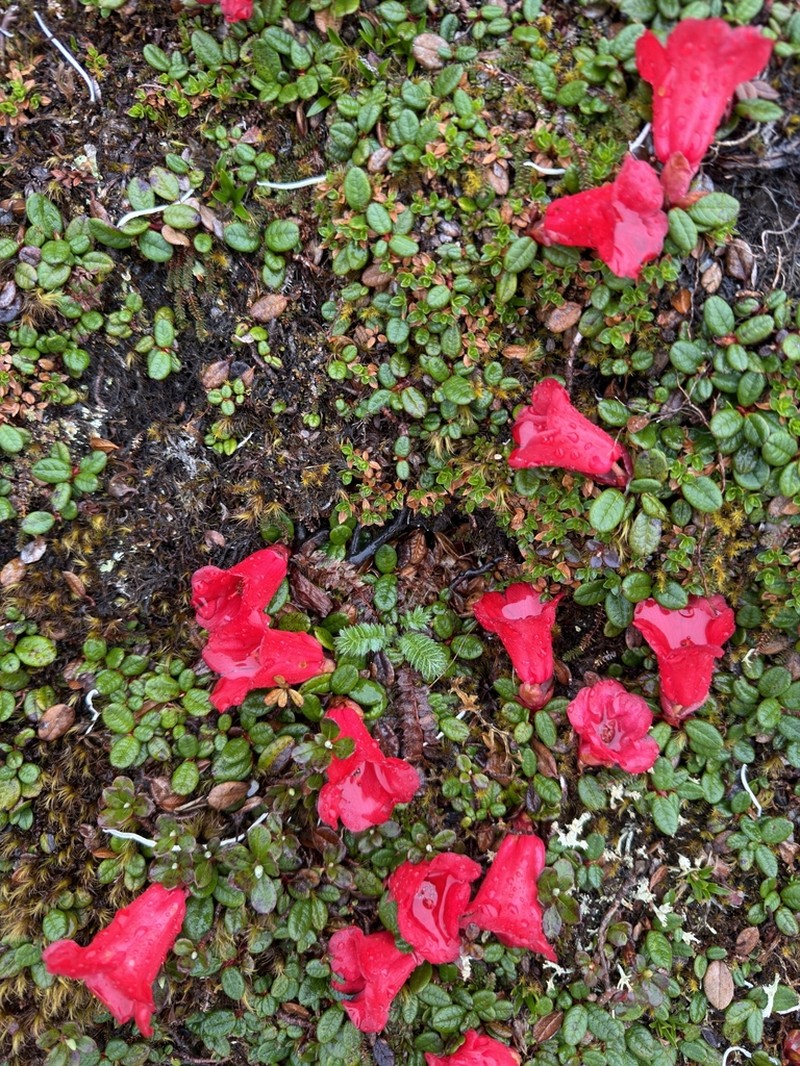 Rhododendron forrestii photo 2