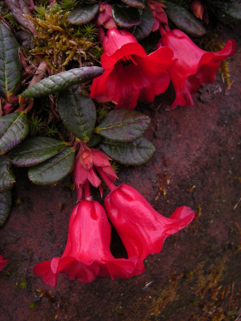 Rhododendron forrestii subsp. forrestii