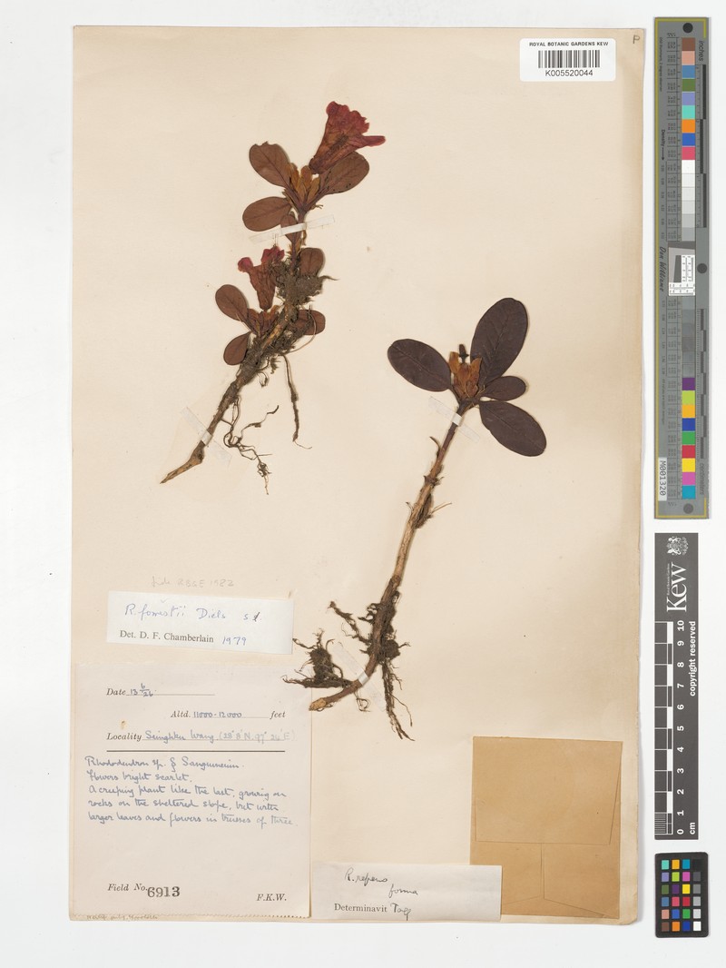 Rhododendron forrestii subsp. forrestii photo 3