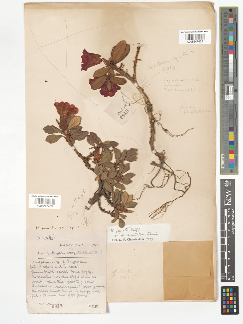 Rhododendron forrestii subsp. papillatum