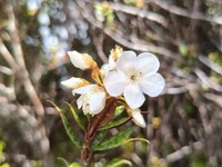 Rhododendron fortunans