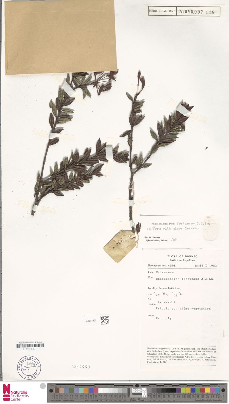 Rhododendron fortunans photo 6