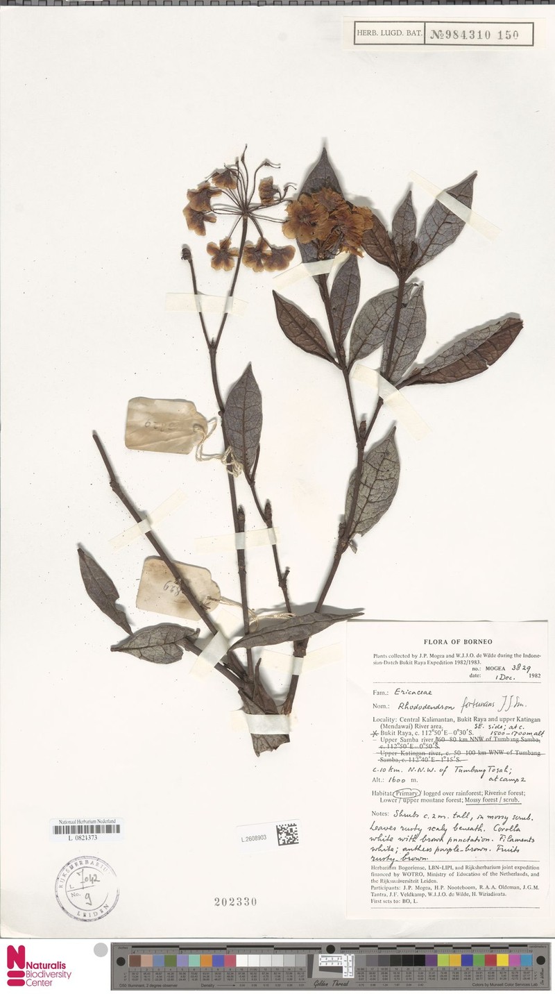Rhododendron fortunans photo 8