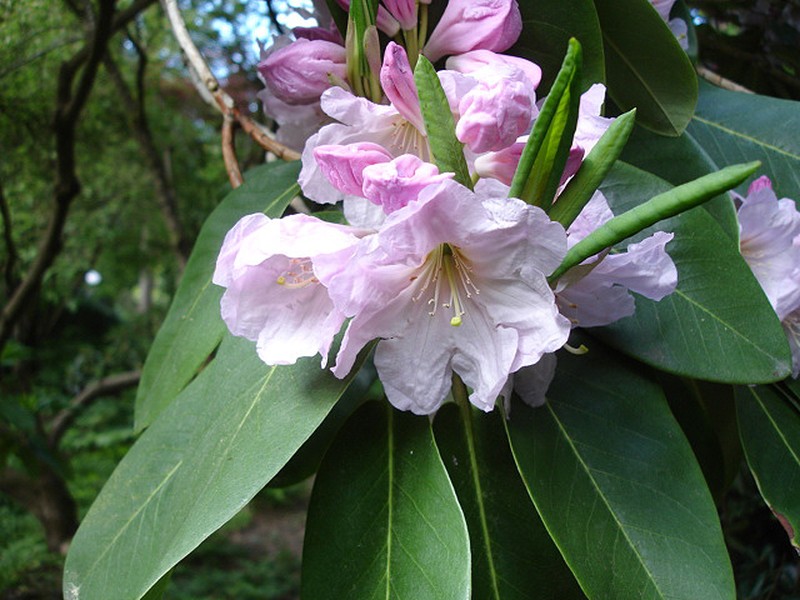 Rhododendron fortunei