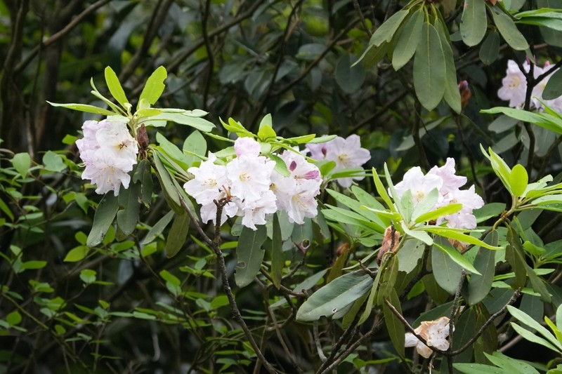 Rhododendron fortunei photo 2