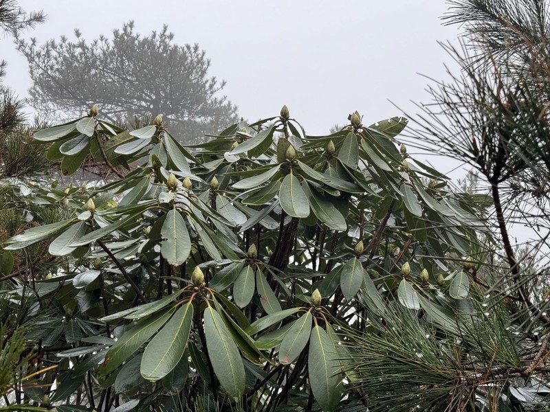 Rhododendron fortunei photo 3