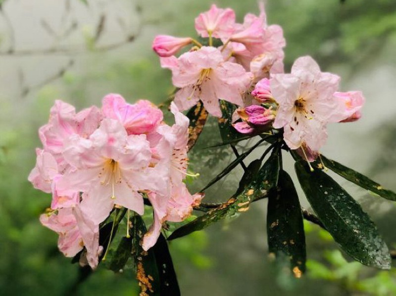 Rhododendron fortunei photo 4