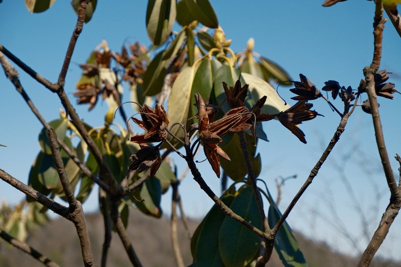 Rhododendron fortunei photo 5