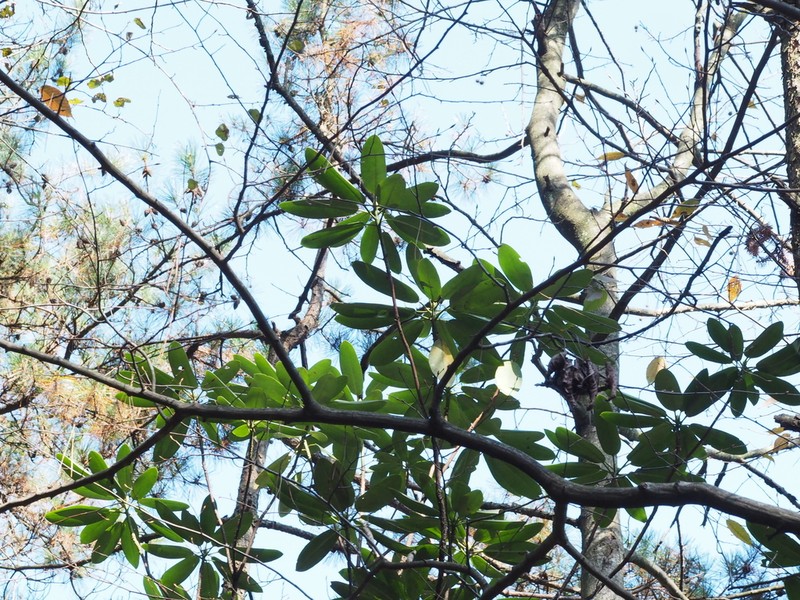 Rhododendron fortunei photo 6