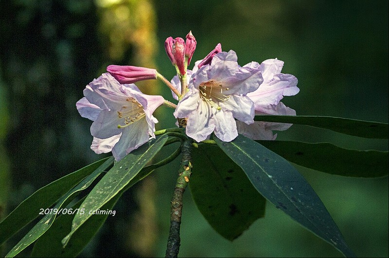Rhododendron fortunei photo 7