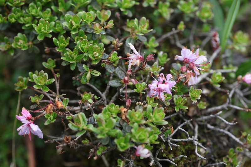 Rhododendron fragariiflorum