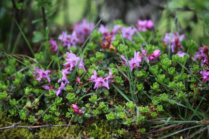 Rhododendron fragariiflorum photo 2