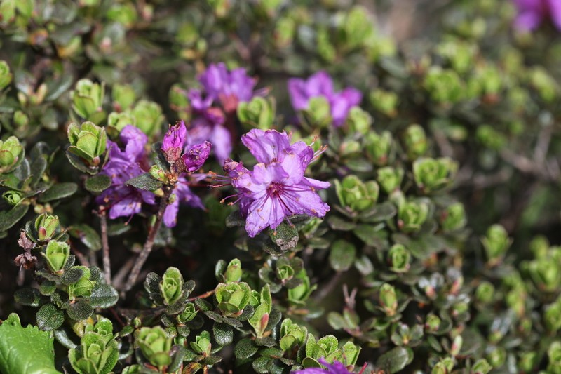 Rhododendron fragariiflorum photo 3