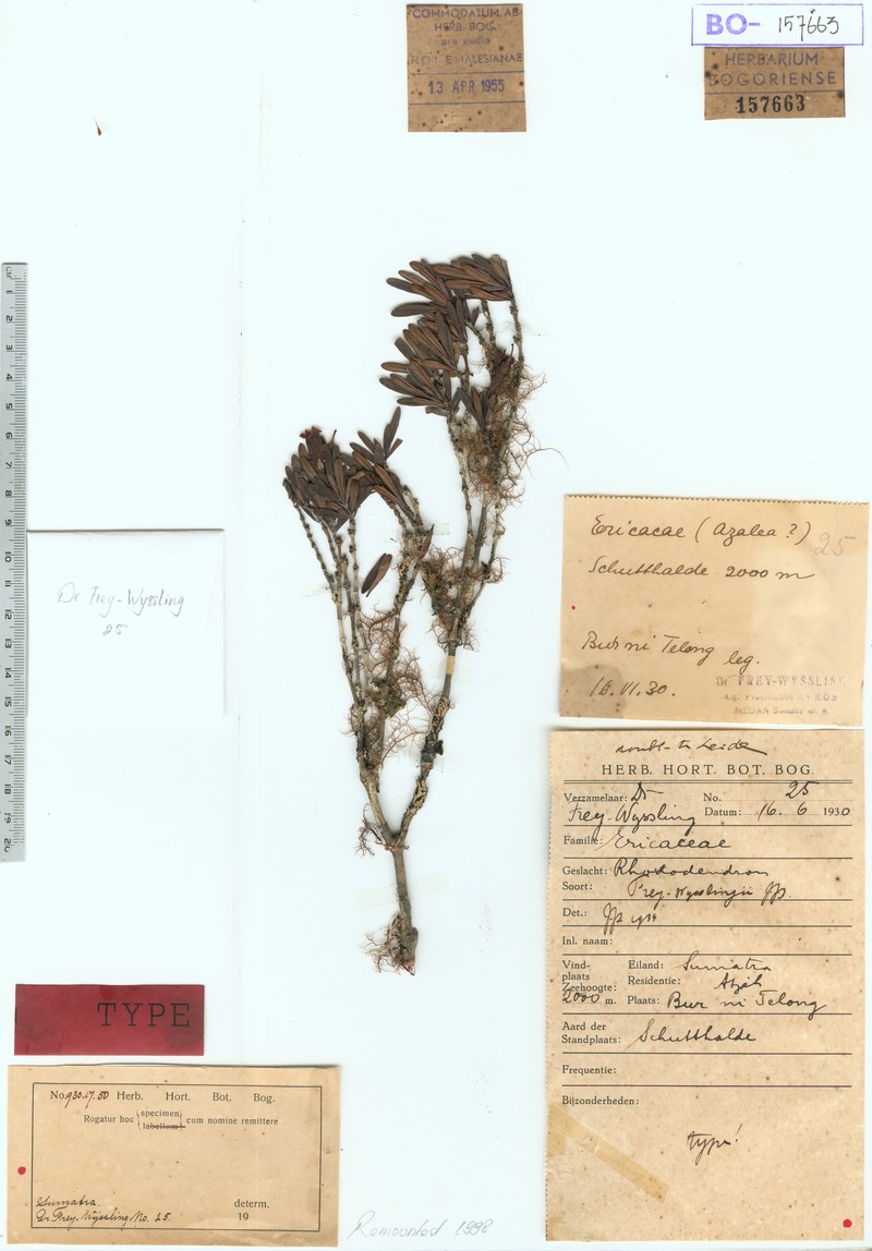 Rhododendron frey-wysslingii photo 2